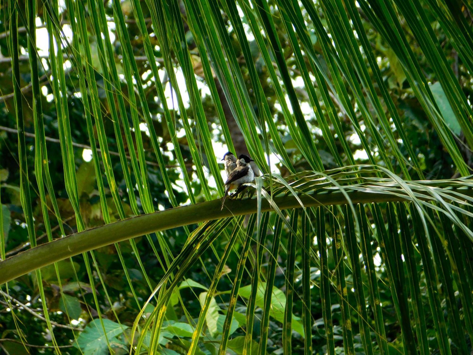 Rnv Eco Resort Bungalows Batukaras Exterior foto